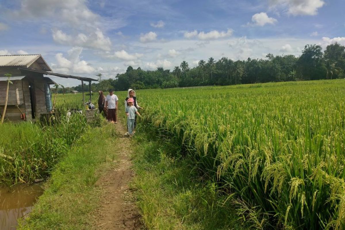 Petani nanas di Kecamatan Ngancar sedang mengolah hasil panen