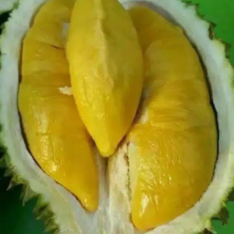 12f8e95eccacb21c872f94fd1694edaf