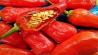 5c5d4f66b3405-capsaicinoids-penyebab-rasa-pedas-pada-cabai_663_372.jpg