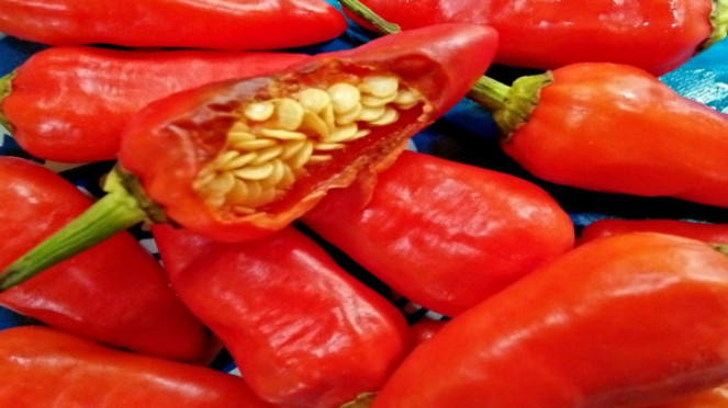 5c5d4f66b3405-capsaicinoids-penyebab-rasa-pedas-pada-cabai_663_372.jpg