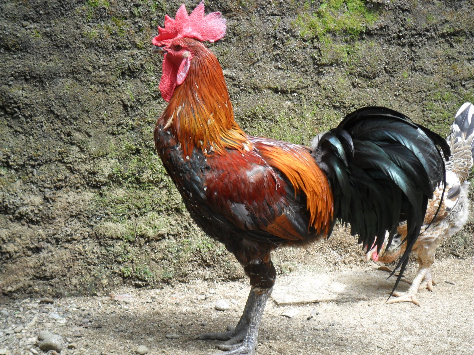 Ayam mati akibat angin puting beliung di Kecamatan Ngancar