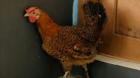 Ayam-elba-bertelur.jpg