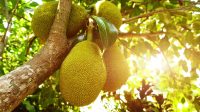 Cara-Cangkok-Susu-Pohon-Nangka.jpg