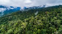 Foto-Udara-tutupan-hutan-di-wilayah-Mahakam-Ulu-Kalimantan-Timur_2017.jpg