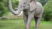 Gajah.jpg