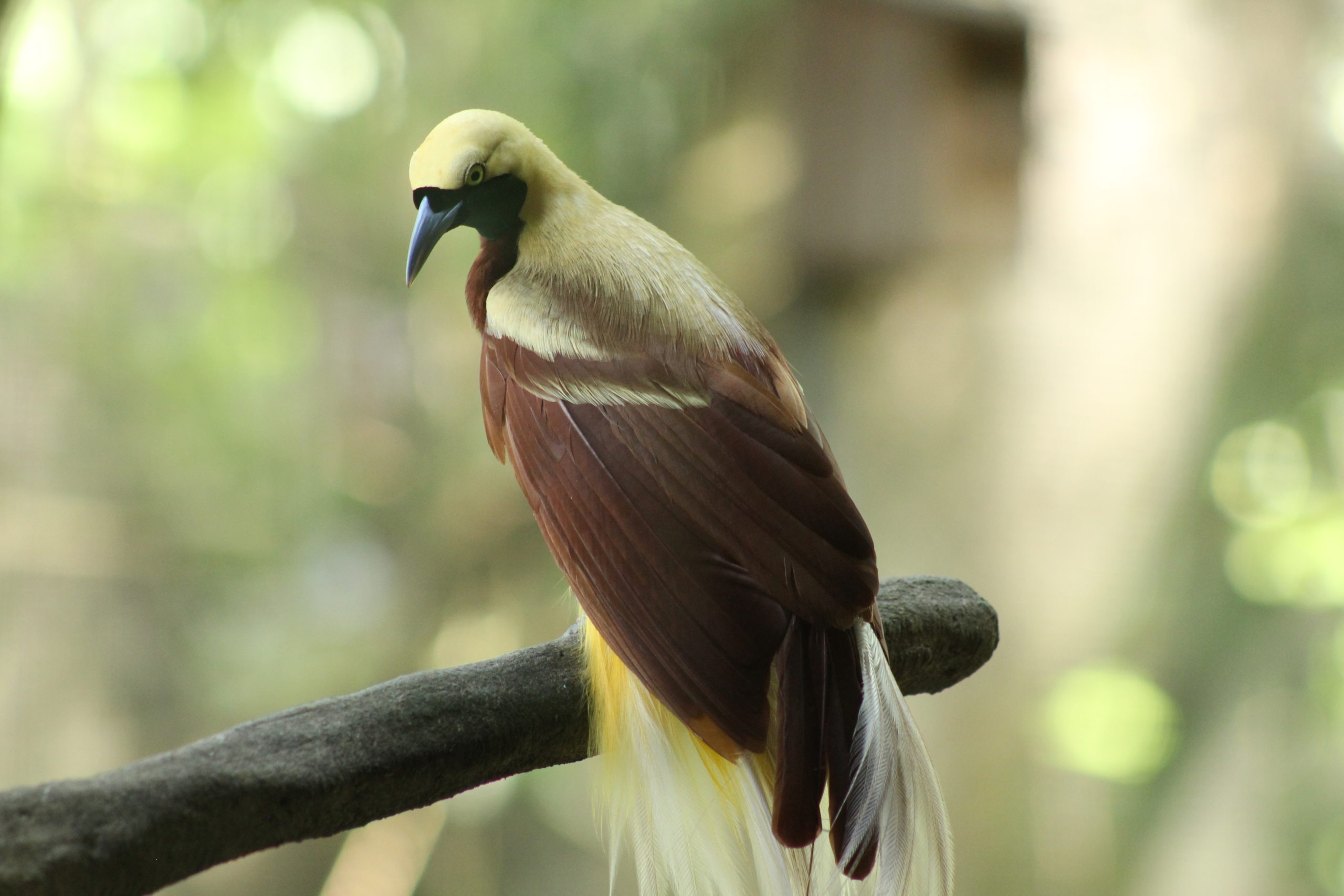Burung Hantu Putih di Area Persawahan