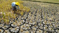 KEKERINGAN-MELANDA-KECAMATAN-KERUAK-KABUAPATEN-LOMBOK-TIMUR-Pemerintah-Sebagai-Leading-Sektor-Tertidur-Pulas.jpg
