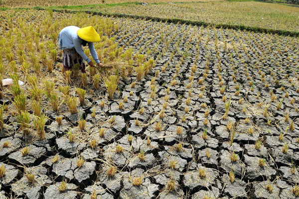 KEKERINGAN-MELANDA-KECAMATAN-KERUAK-KABUAPATEN-LOMBOK-TIMUR-Pemerintah-Sebagai-Leading-Sektor-Tertidur-Pulas.jpg