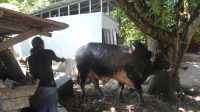 Sapi-Presiden-Joko-Widodo.jpg