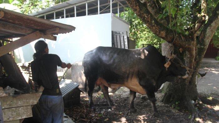 Sapi-Presiden-Joko-Widodo.jpg