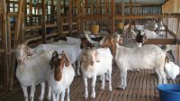 Ternak%2BKambing.jpg