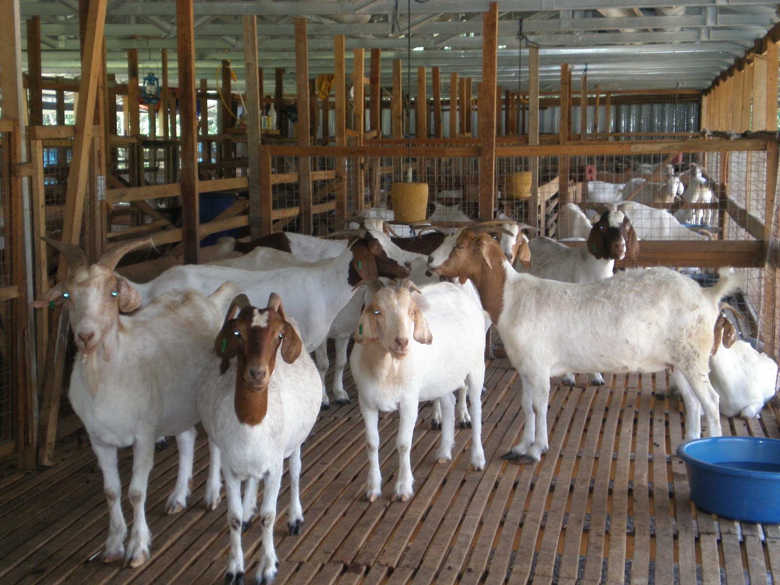 Ternak%2BKambing.jpg