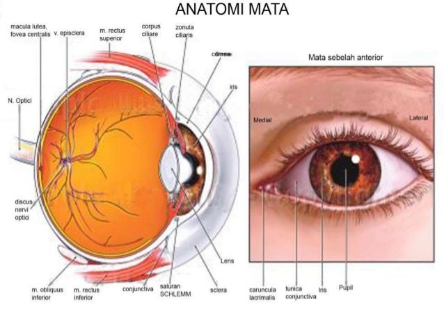 anatomi-dan-fisiologi-mata-10-638.jpg