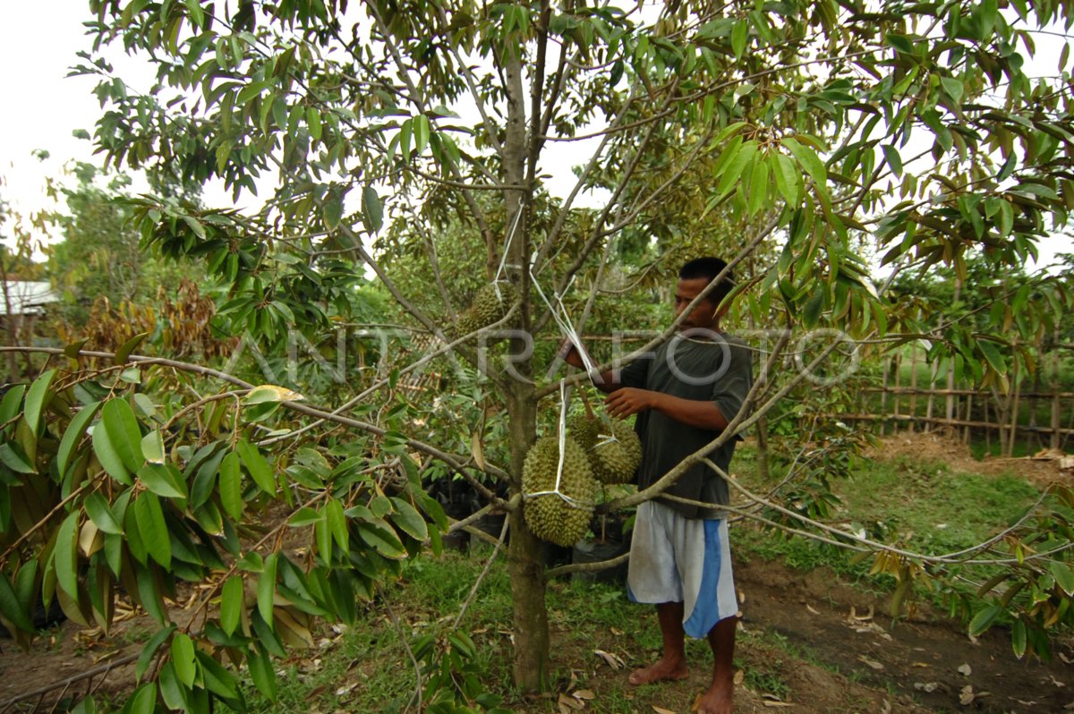 desa-wisata-durian-ibtg-dom.jpg