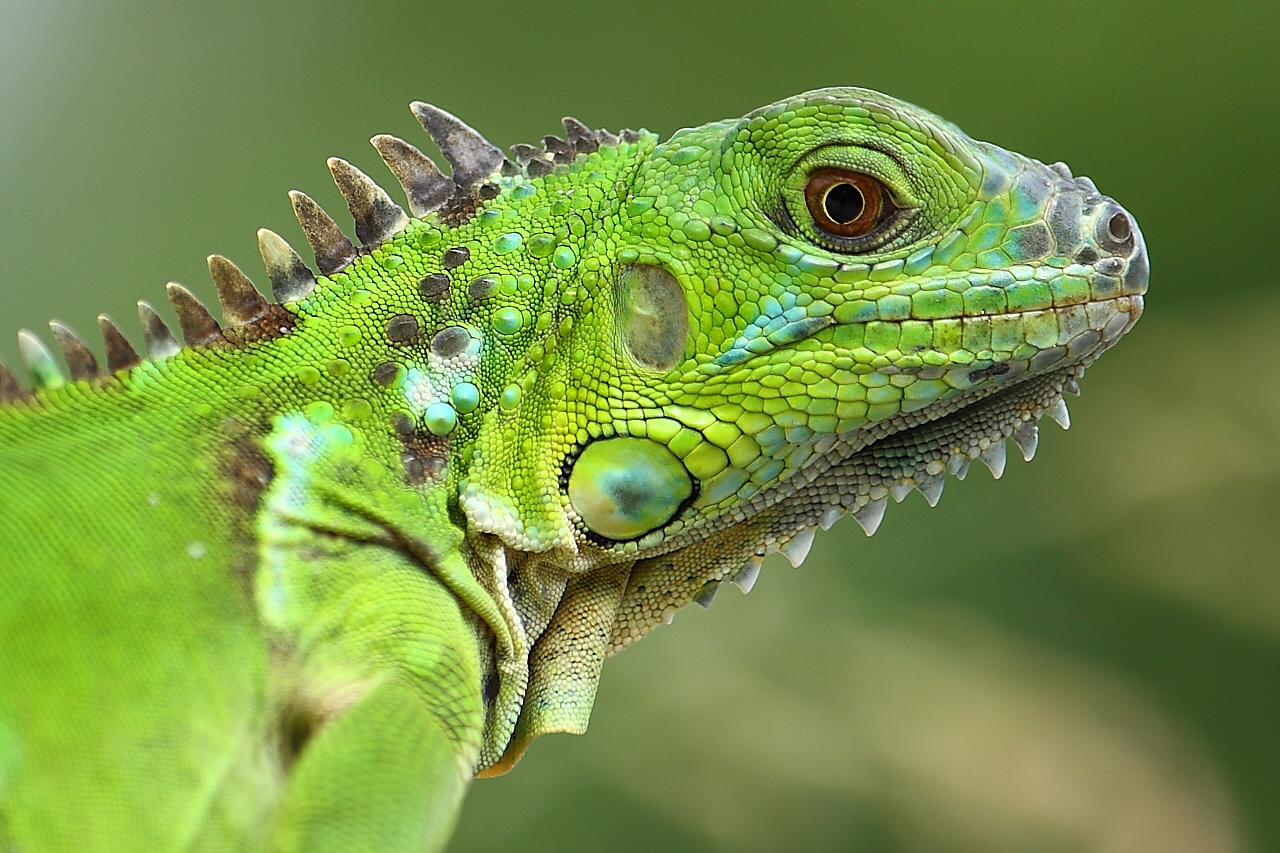 green-iguana2.jpg