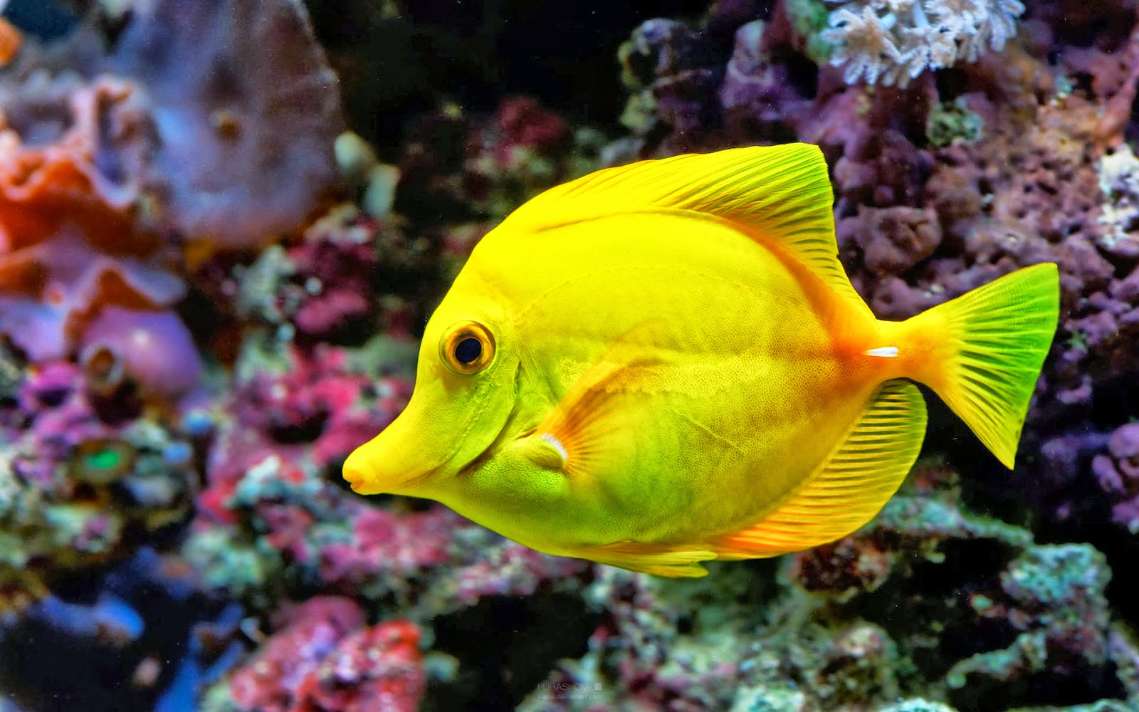 ikan.jpg