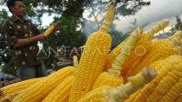 jagung-bakar-35a7-dom.jpg