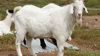 kambing.jpg