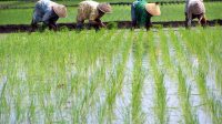 petani.jpg
