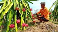 petani-buah-naga-banyumas-senin-1172022.jpg