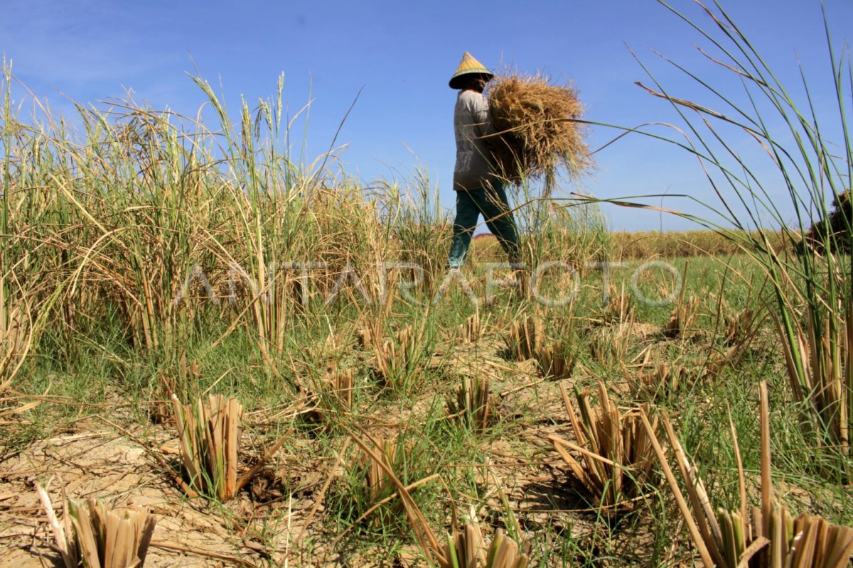 petani-gagal-panen-akibat-kemarau-qvru-dom.jpg
