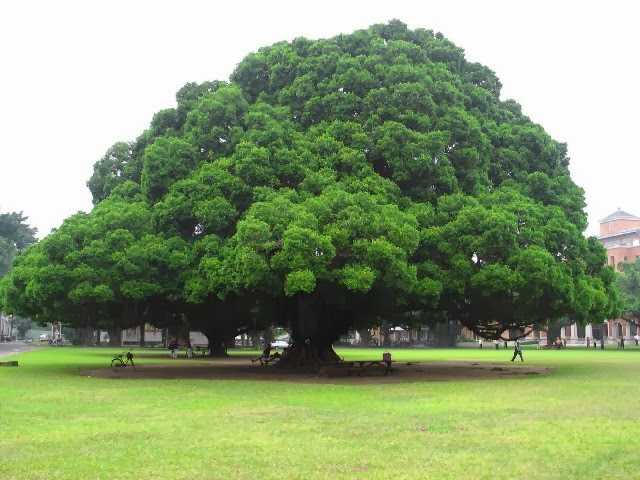 pohon%2Bbesar.jpg