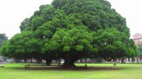 pohon%2Bbesar.jpg