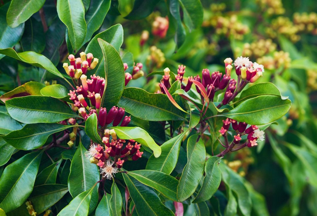 pohon-cengkeh.jpg