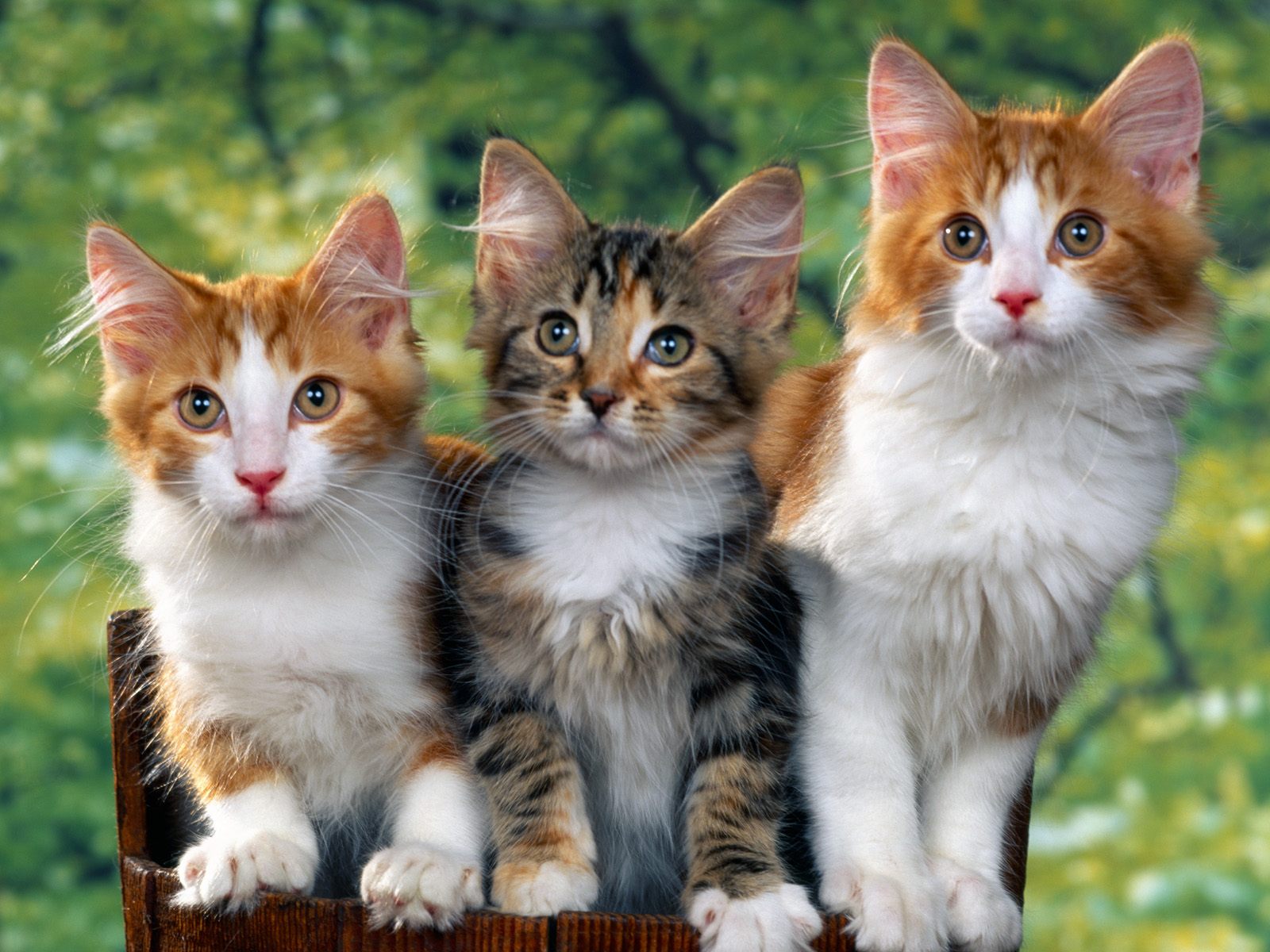 wallpaper%2Bkucing.jpg