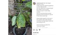 730x480-img-80398-ibu-curhat-anak-keracunan-karena-tanaman-hias-instagramazizahmuzamil.jpg