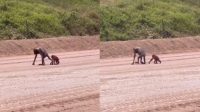 ondisi-orang-utan-ibu-dan-anak-yang-sangat-kurus-di-Kutai-Timur-Kaltim-viral-di-media-sosial.jpg